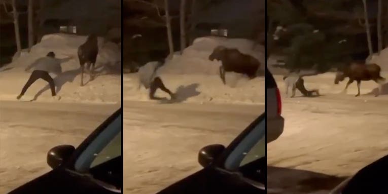 Video: Drunken “Idiots” Decide to Touch a Moose. See What Happens