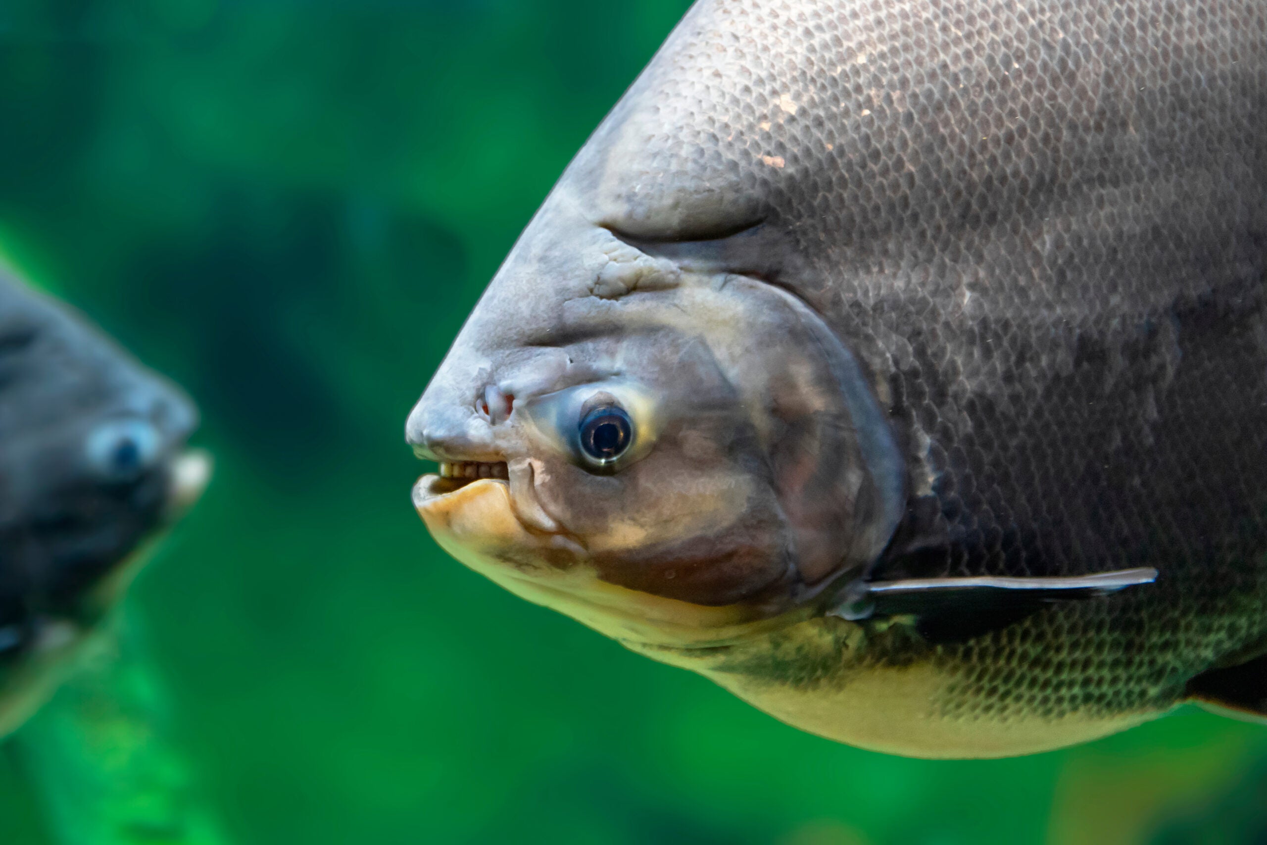 SCDNR - Fish Species - Freshwater