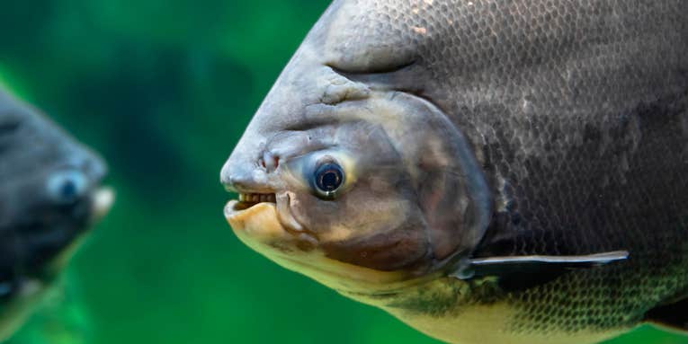 Wildlife Officials Warn Public After Angler Catches Piranha-Like Fish in South Carolina Lake