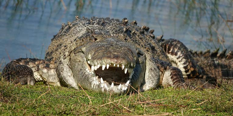 Infamous “Croczilla” Spotted in the Florida Everglades