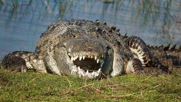 Infamous “Croczilla” Spotted in the Florida Everglades