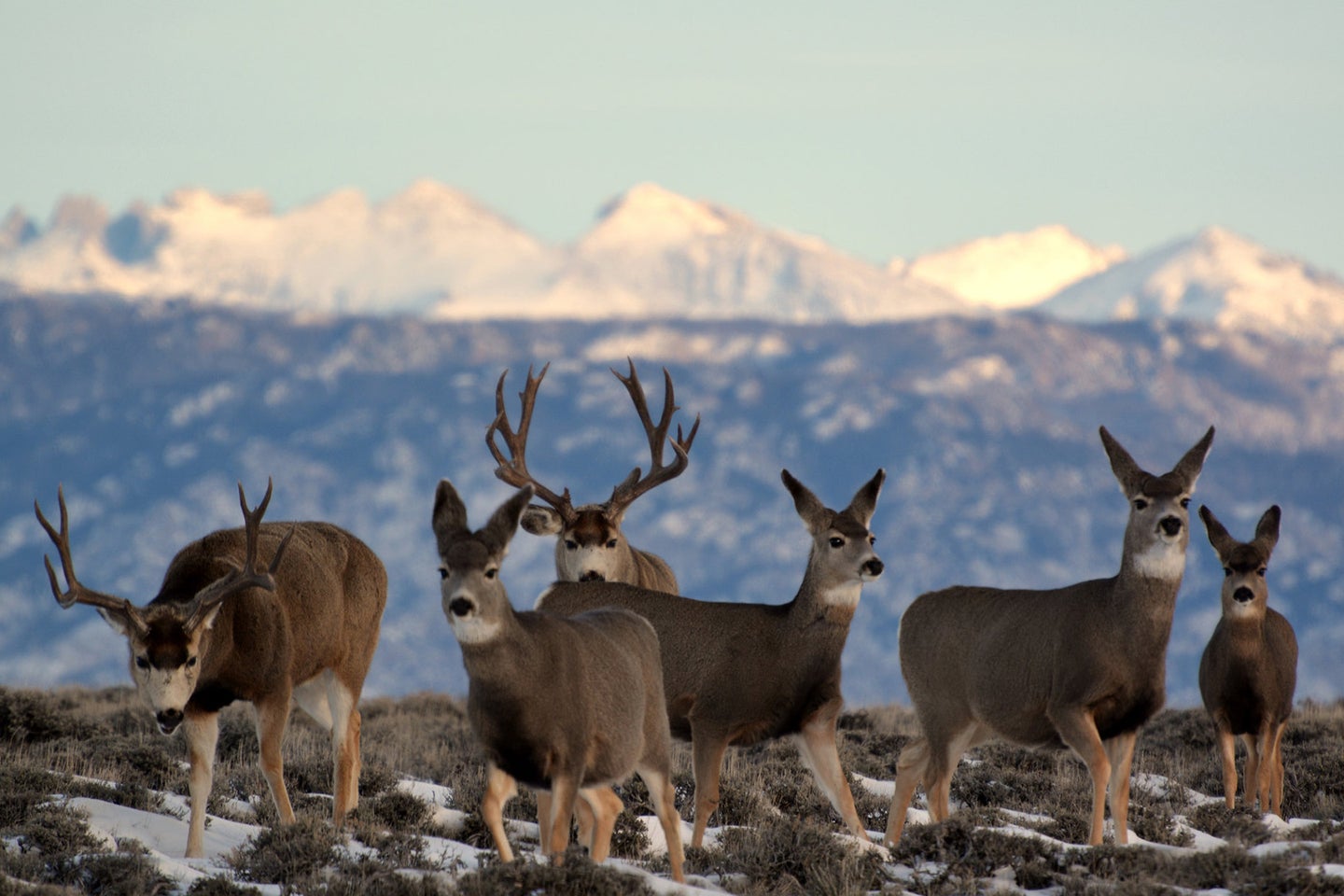 mule deer congregate on public land in Wyoming