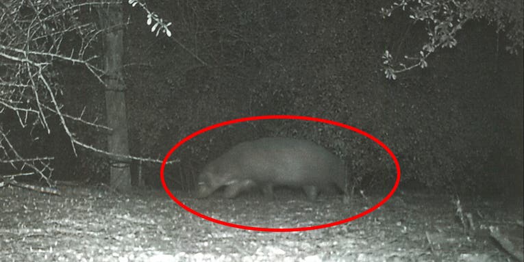 Texas Officials Struggle to Identify “Mystery Animal” in Rio Grande Valley