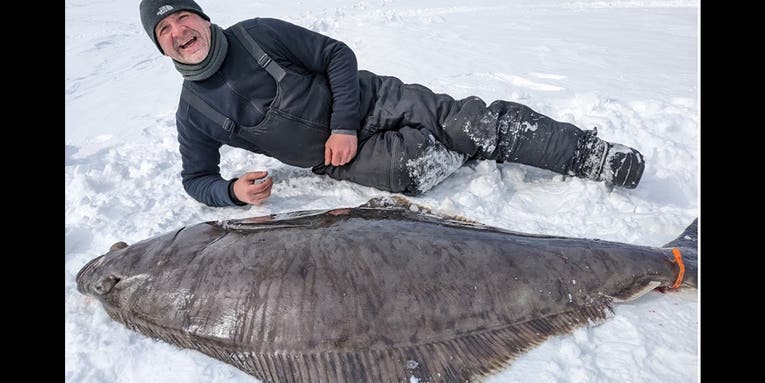 Quebec Anglers Catch Massive 112-Pound Atlantic Halibut While Ice Fishing