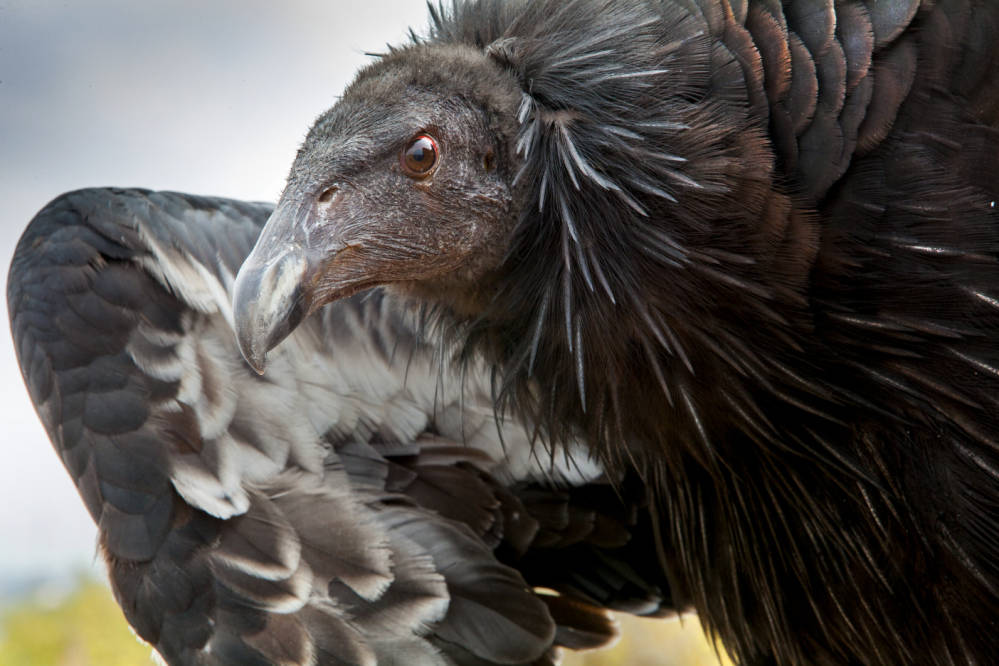 california condor close-up