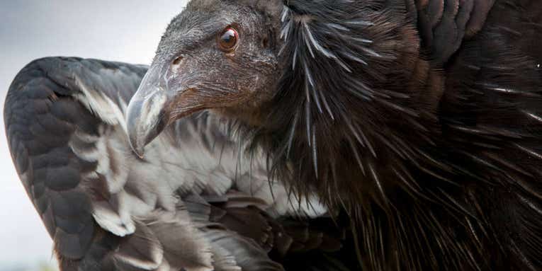 Avian Flu Confirmed in Three Dead California Condors