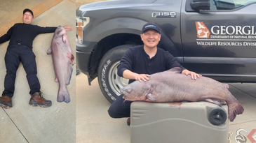 Watch a Georgia Man Catch a Whopper 70-Pound Catfish on 8-Pound Test