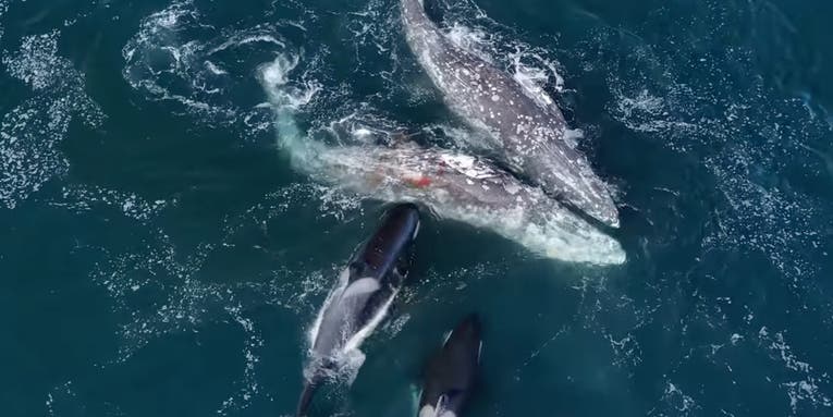 Video: More Than 30 Orcas Surround and Attack a Pair of Gray Whales