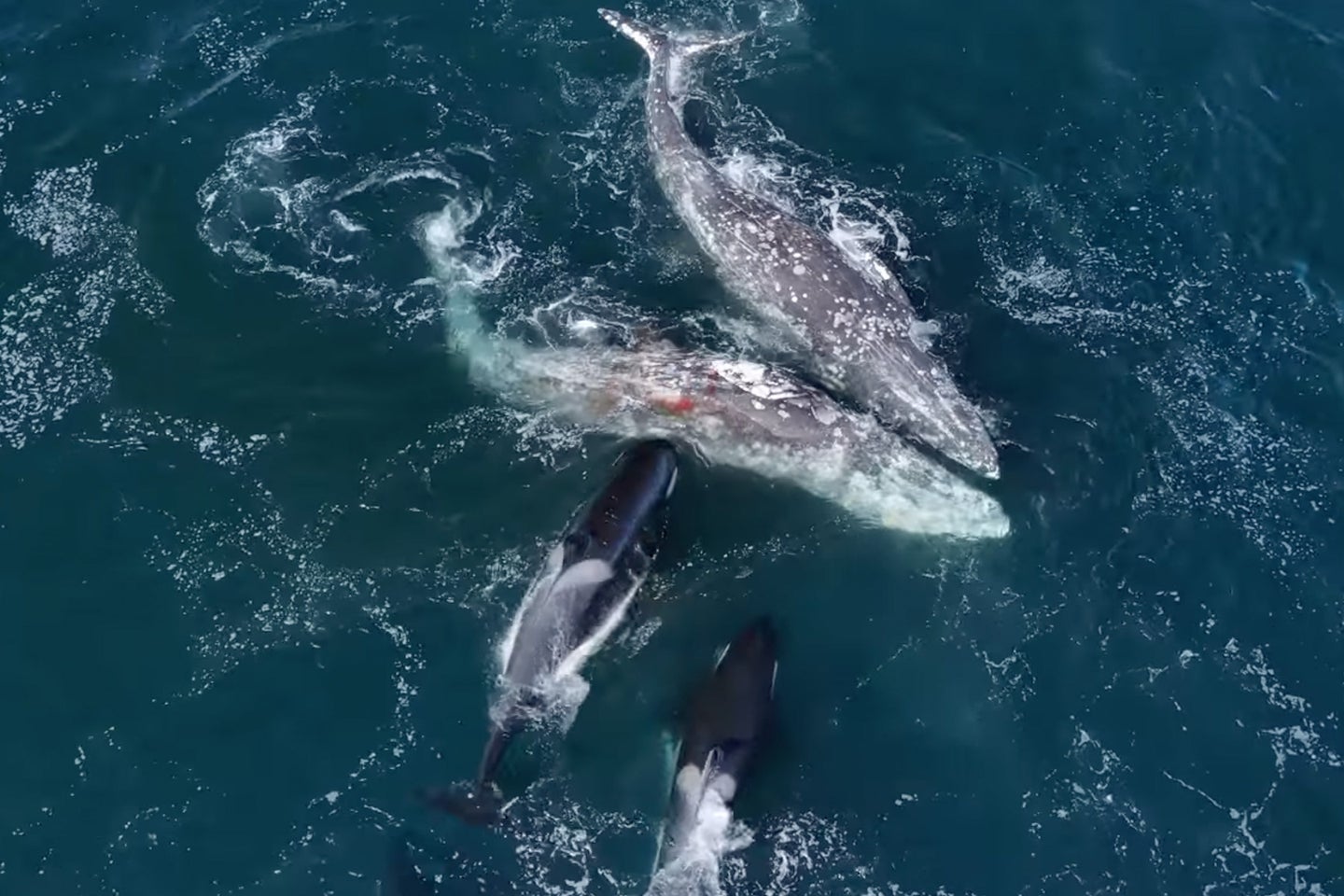 orcas attacking gray whales