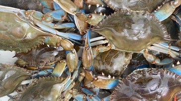 Blue Bloods: A Family Guide to Summer Crabbing