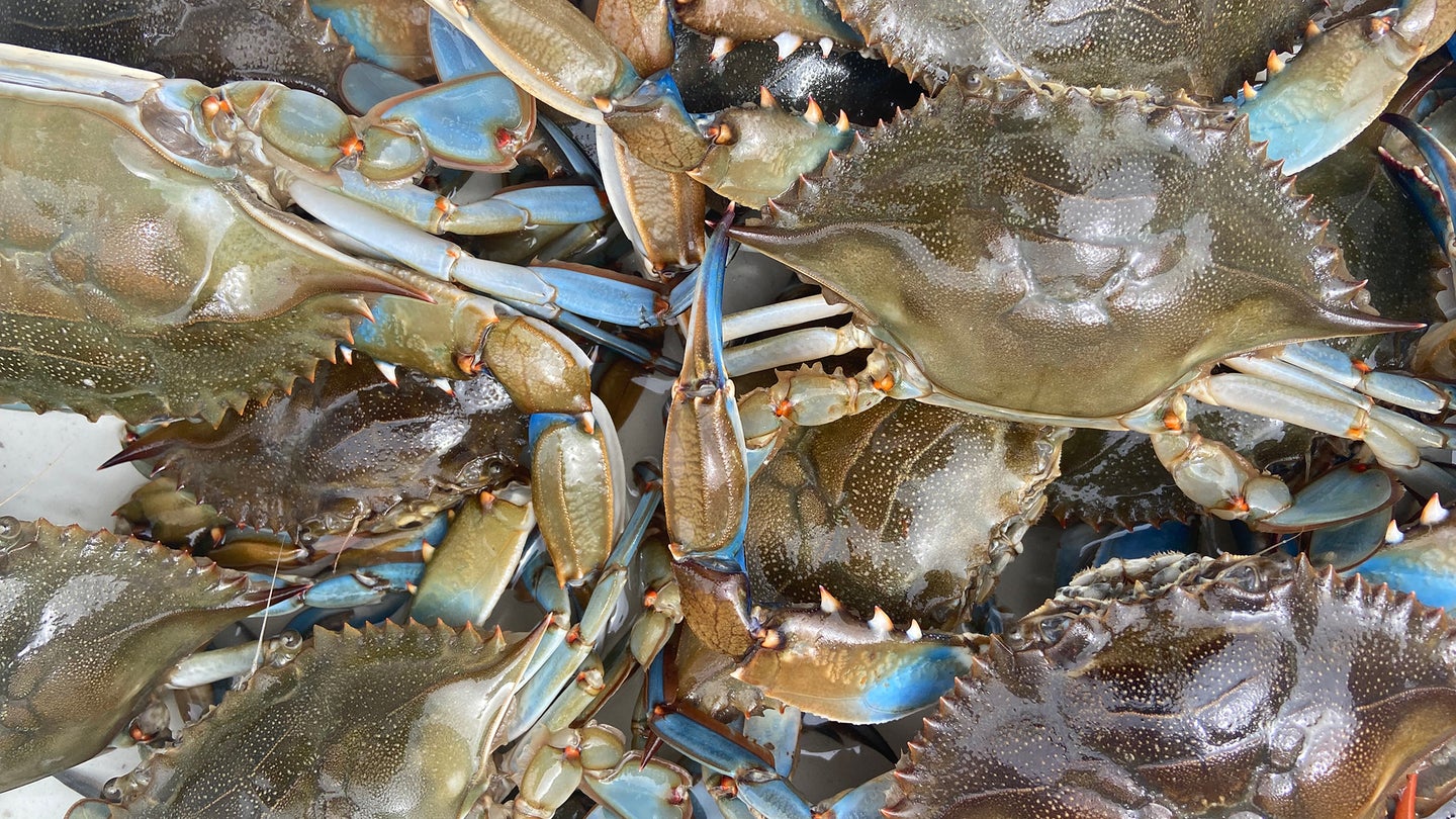 pile of blue crabs