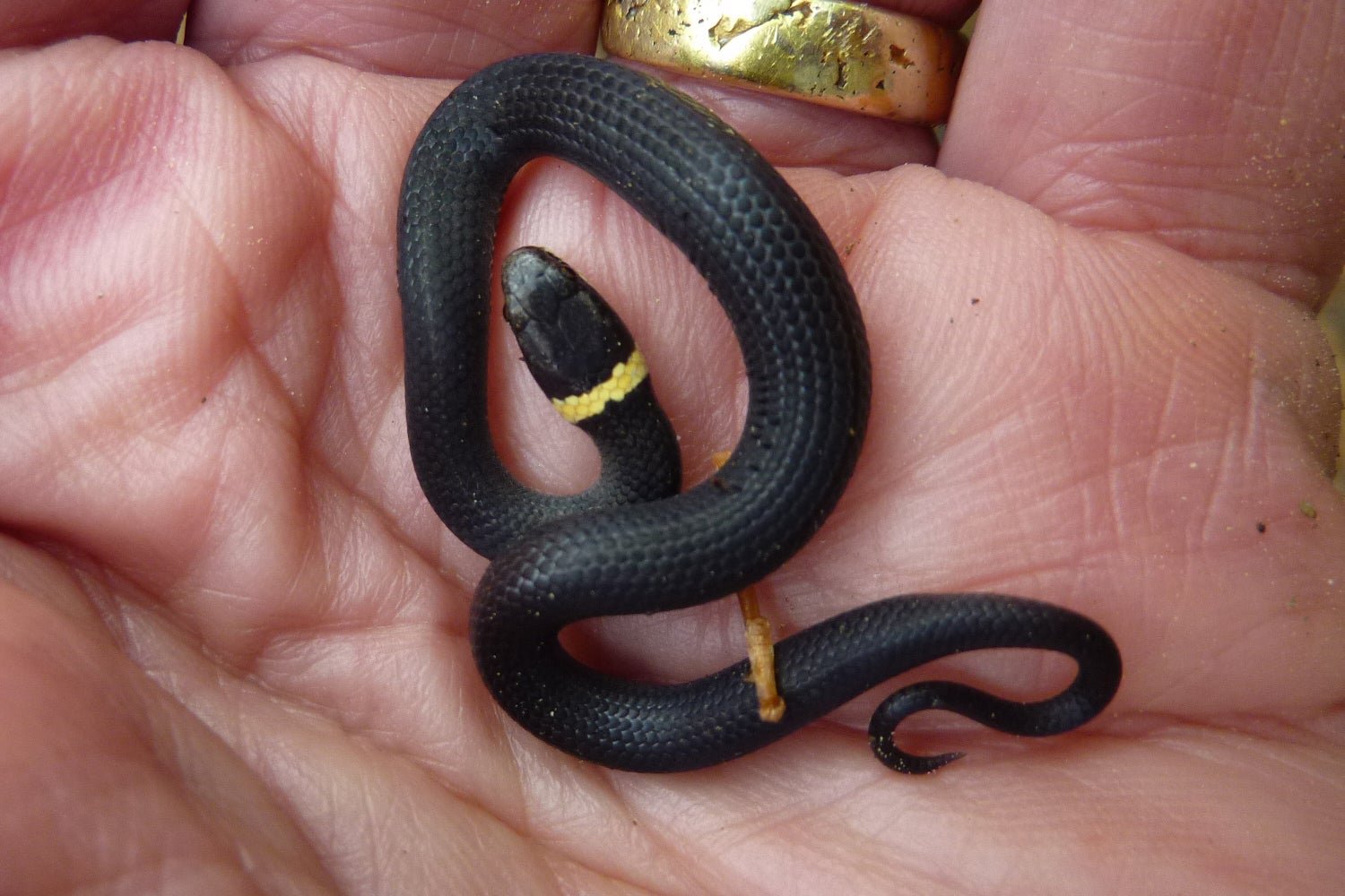 ringneck snake in hand