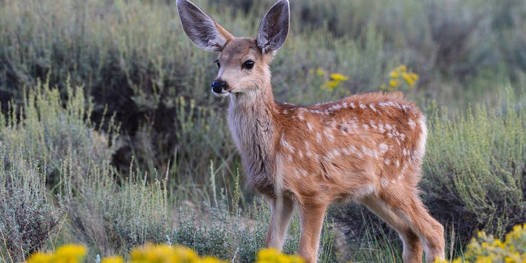 Game Warden Shoots Dog That Attacked and Killed Mule Deer Fawn in Idaho