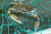 blue crab in a net
