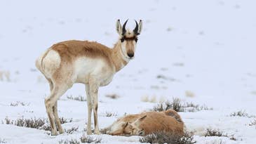 Historic Winter Devastates Legendary Pronghorn Herds in Wyoming