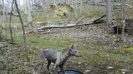 coyote with mange
