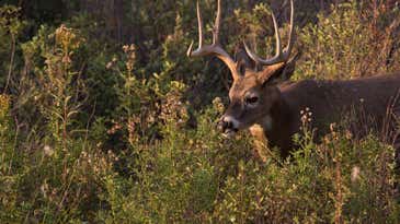 Two Wisconsin Deer Poachers Face 102 Charges
