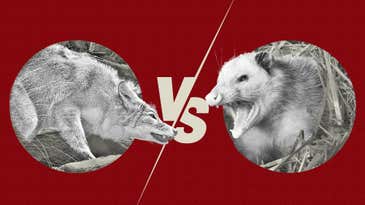 Video: Coyote vs. Opossum