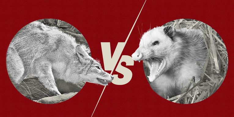 Video: Coyote vs. Opossum