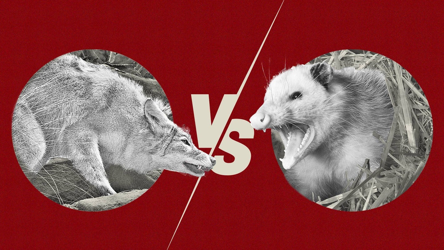 Coyote vs opossum