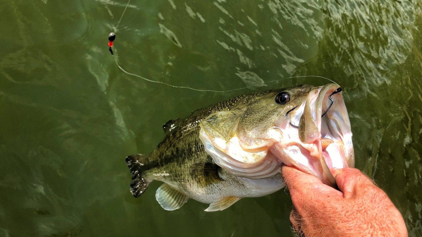 photo of fishing bass with a Carolina rig