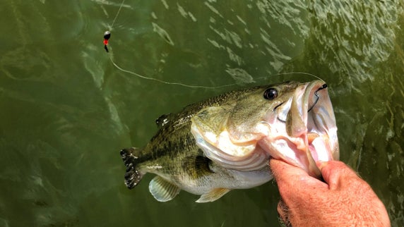 Carolina Rig Fishing for Bass: How to Drag In More Lunkers