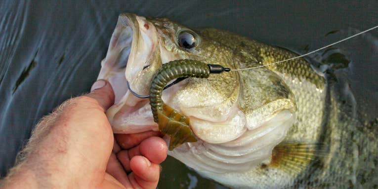 Texas Rig Fishing for Bass: Boat More Bucketmouths with This Classic Rig