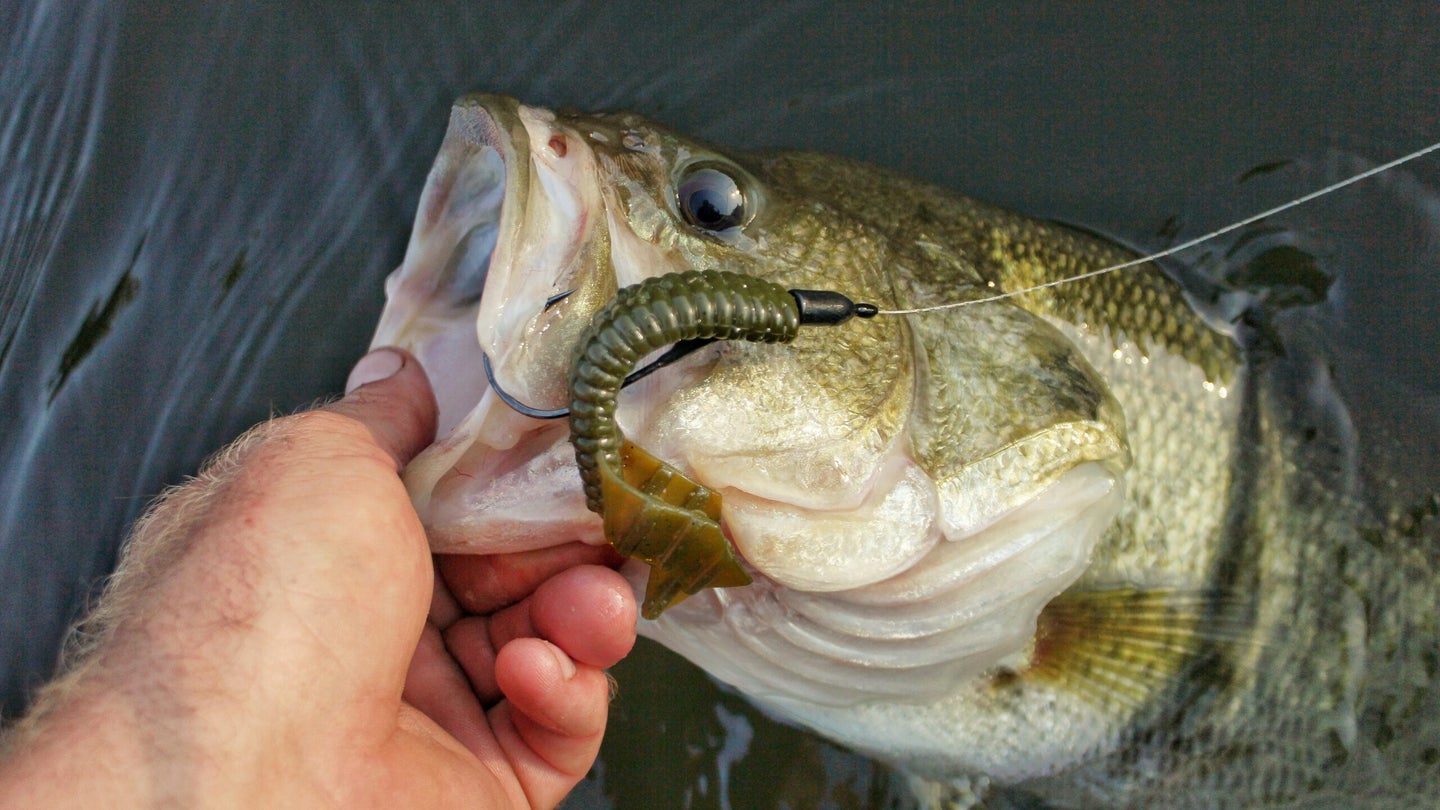 photo of largemouth bass caught using a Texas rigged bait