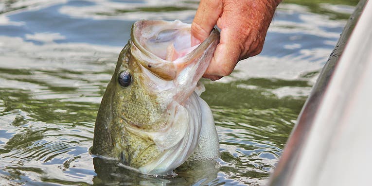 The Best Times to Fish for Bass—Each Day and All Season