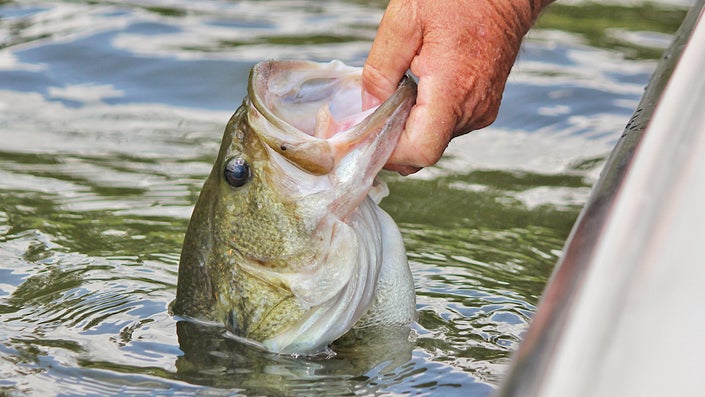 The Best Times to Fish for Bass—Each Day and All Season