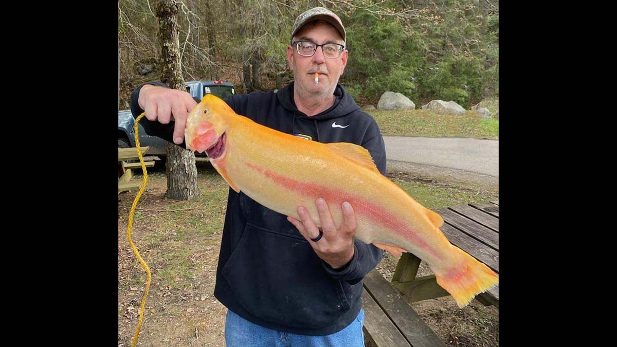 man holds large golden trout