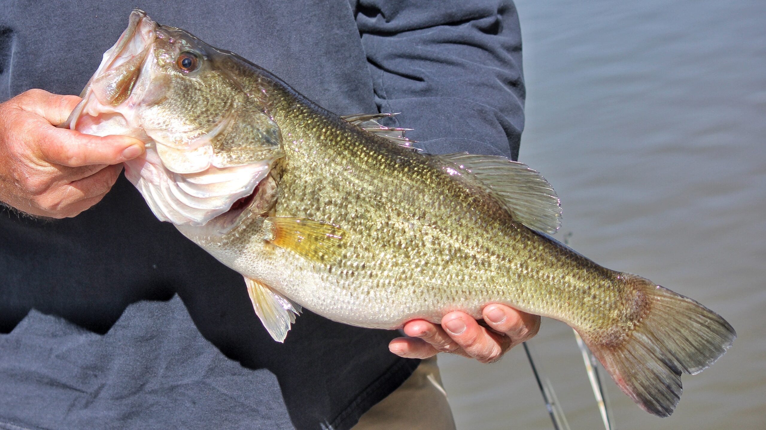 photo of angler with largemouth bass