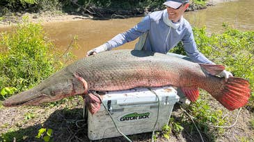 Angler’s Giant Alligator Gar is a Pending Line Class World Record