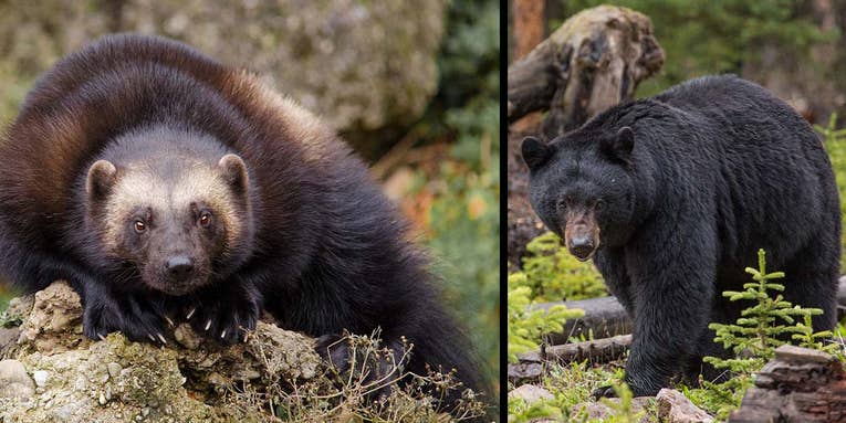 Watch a Wolverine Face Off with a Black Bear