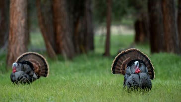 The 10 Best States for a DIY Spring Turkey Hunting Adventure