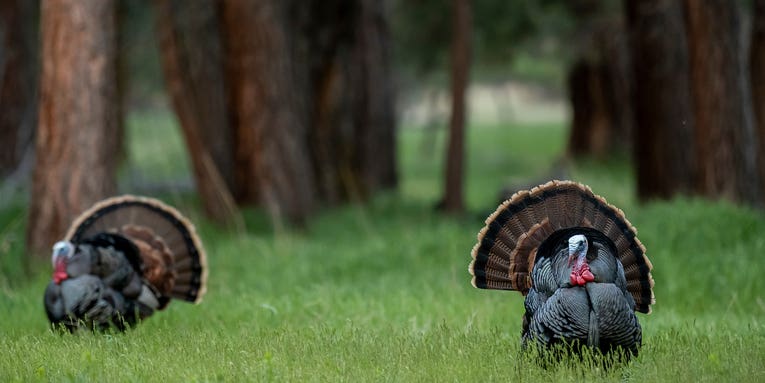 The 10 Best States for a DIY Spring Turkey Hunting Adventure