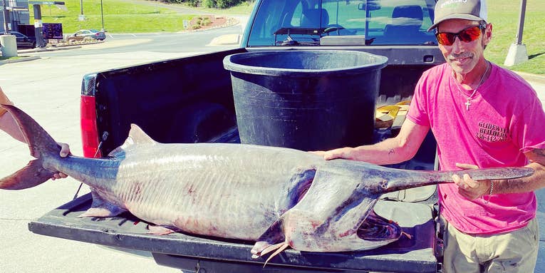 Angler Boats Tennessee State Record Paddlefish Weighing Nearly 150 Pounds