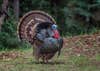 photo of gobbler for best turkey states