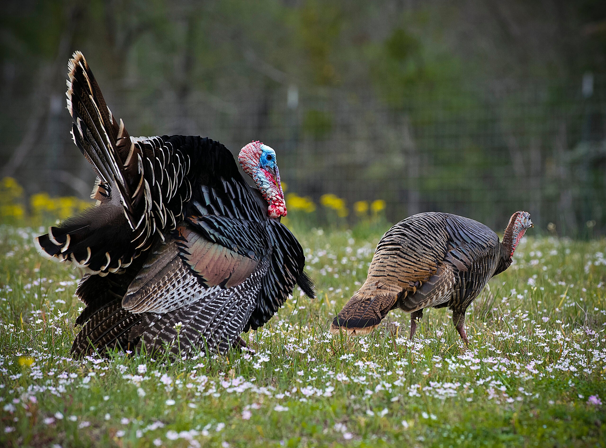 photo of Texas bird for best turkey states