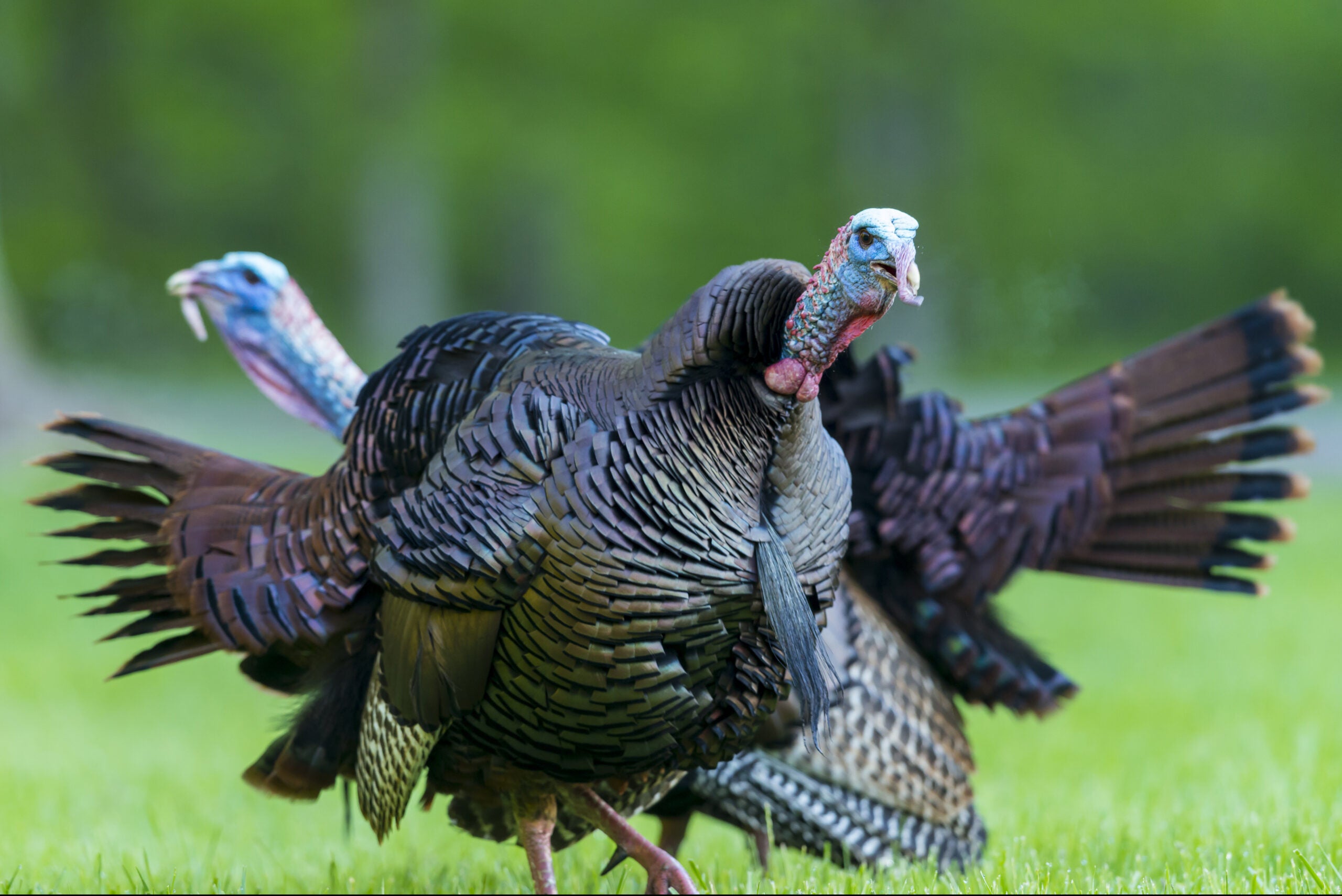 photo of two Alabama gobbler for best turkey states