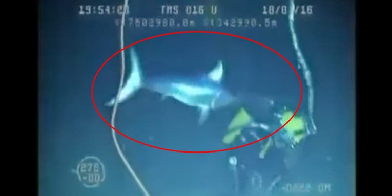Watch a Swordfish Attack a Deep-Sea Diver, Get Bill Stuck in His Equipment