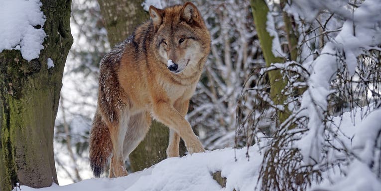 Minnesota House Votes to Ban Wolf Hunting and Trapping