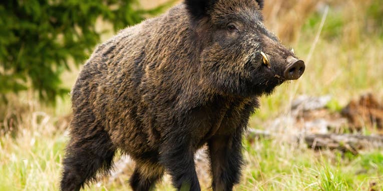 Minnesota Lawmakers Move to Thwart Growing Eurasian Hog Problem