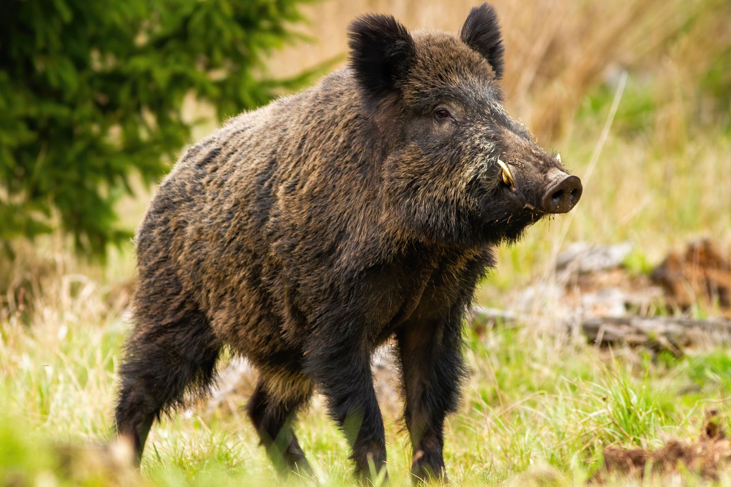 Lawmakers in Minnesota are hoping to stop the spread of invasive Eurasian hogs. 
