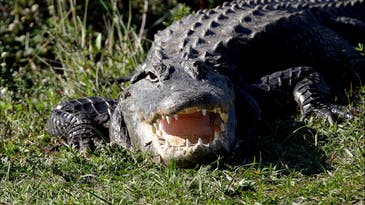 Florida Man Loses Leg in Recent Alligator Attack