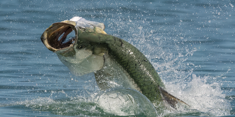 How to Talk to a Tarpon Angler