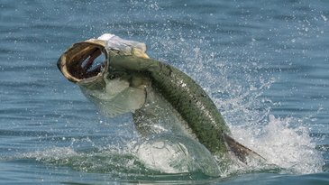 How to Talk to a Tarpon Angler