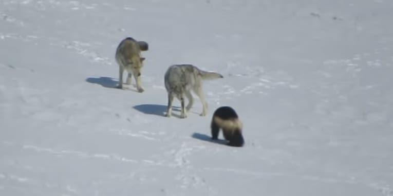 Watch a Wolverine Duke it Out with Two Wolves