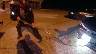 Watch a Game Warden Remove a Bobcat Trapped Behind the Grille of a Toyota Sedan