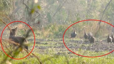 Watch a Group of Turkey Hens Chase Off a Hungry Coyote